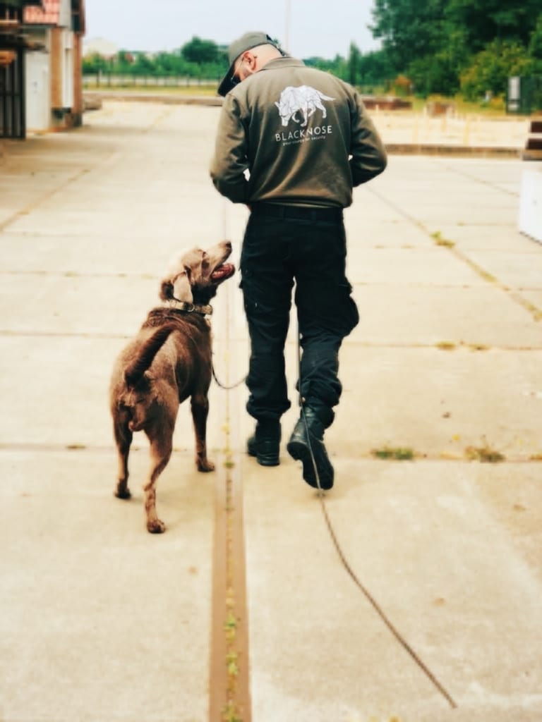blacknose_bnar_trainer_dog